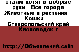 отдам котят в добрые руки - Все города Животные и растения » Кошки   . Ставропольский край,Кисловодск г.